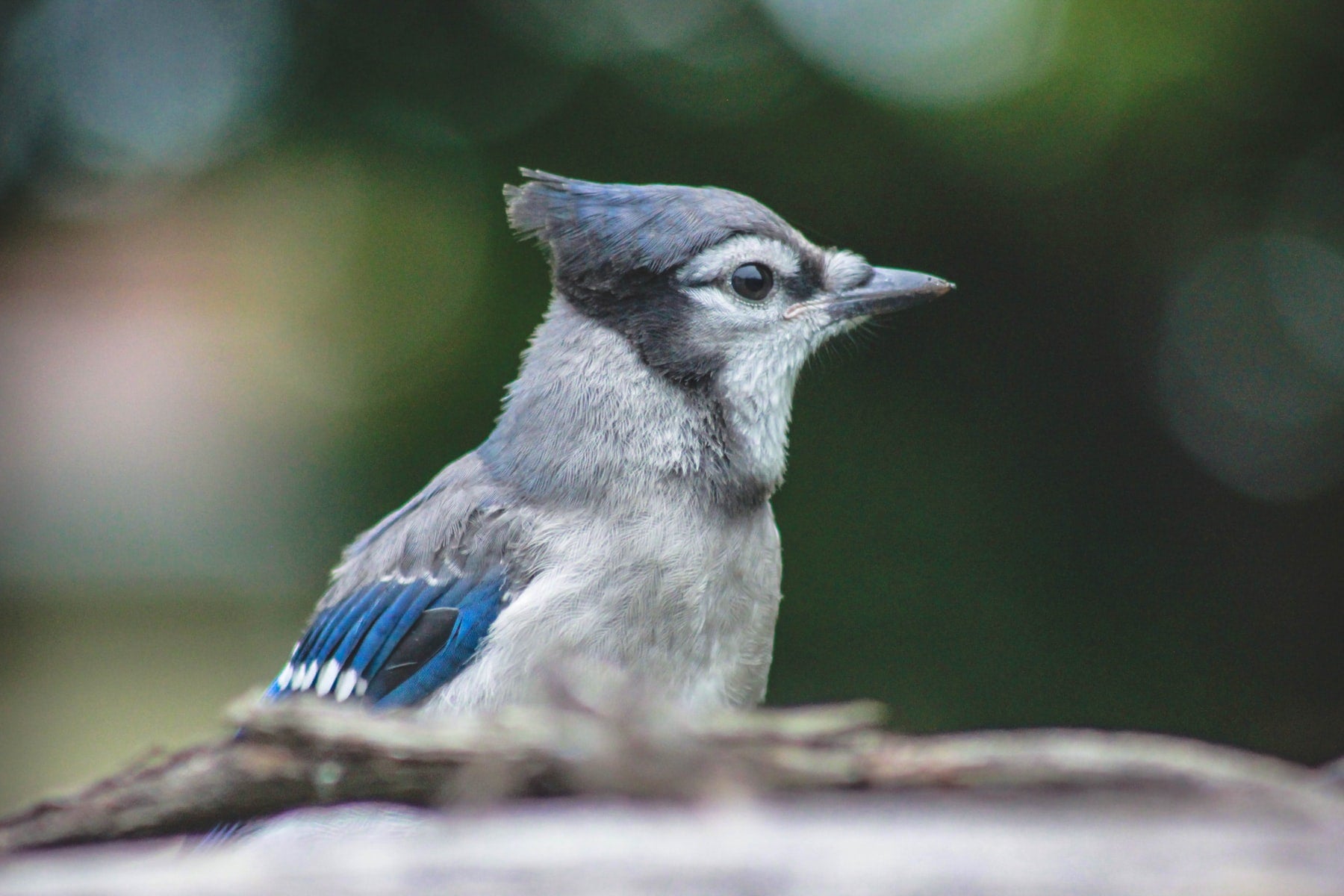 Blue Jay Habits What Do They Eat, Where Do They Nest