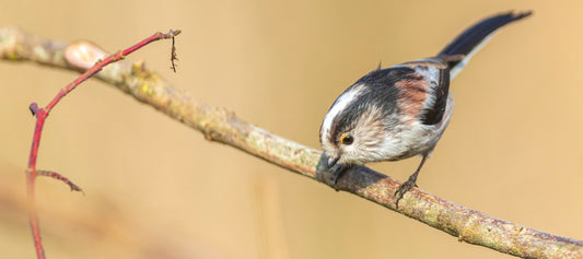 Long-Tailed Tit (Aegithalos caudatus) Profile