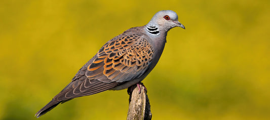 Turtle Dove (Streptopelia turtur) Profile