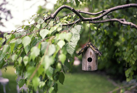 How To Keep Wild Birds Safe From Attack