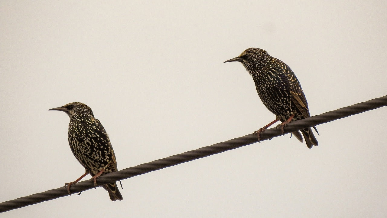 Starling (Sturnus vulgaris) Profile | Little Peckers