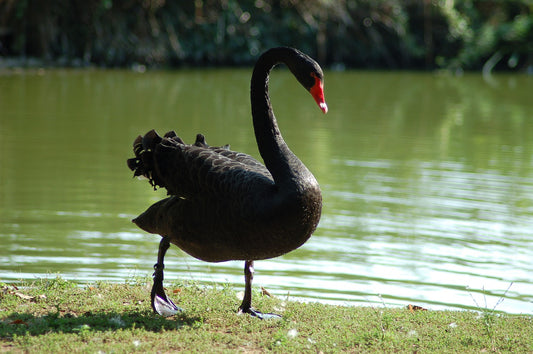 Black Swan Profile