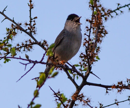 blackcap