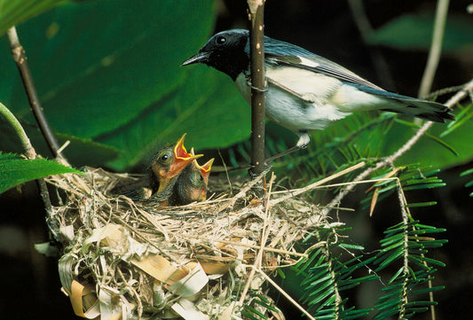 Common Bird Behaviours To Look Out For