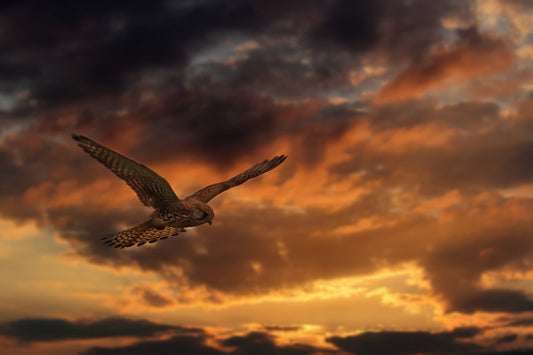 Common Buzzard Profile