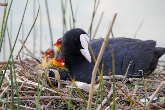 Why Birds Do Not Have Teeth