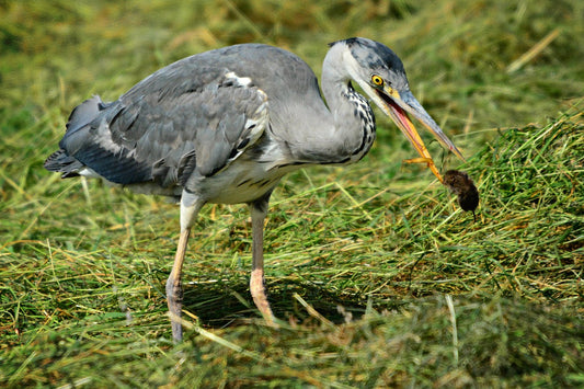 New Fossil Evidence On Birds Beak Development