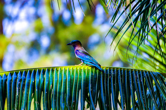 Most Colourful Birds In Britain