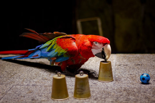 Bird Intelligence And Brain Size