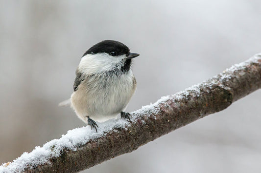 marsh tit