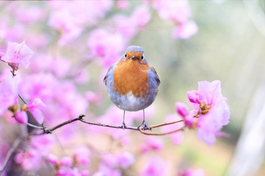 How Do Wild Birds Adjust To The Loss Of Other Birds