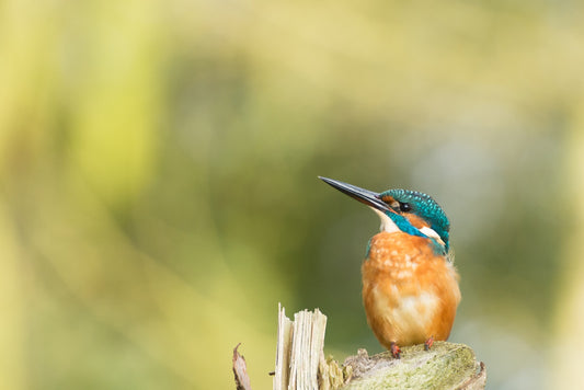 kingfisher