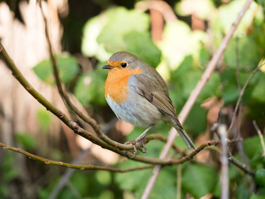 robin