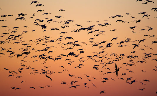 migrating birds