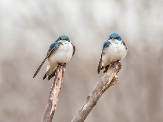 swallows