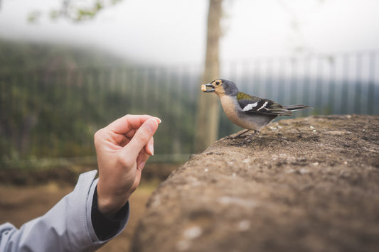 the complete guide to observing birds in your garden