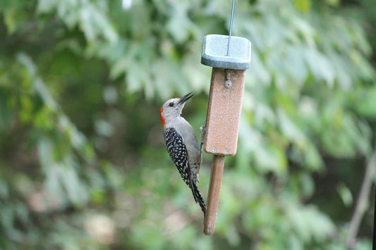 feeding wild birds