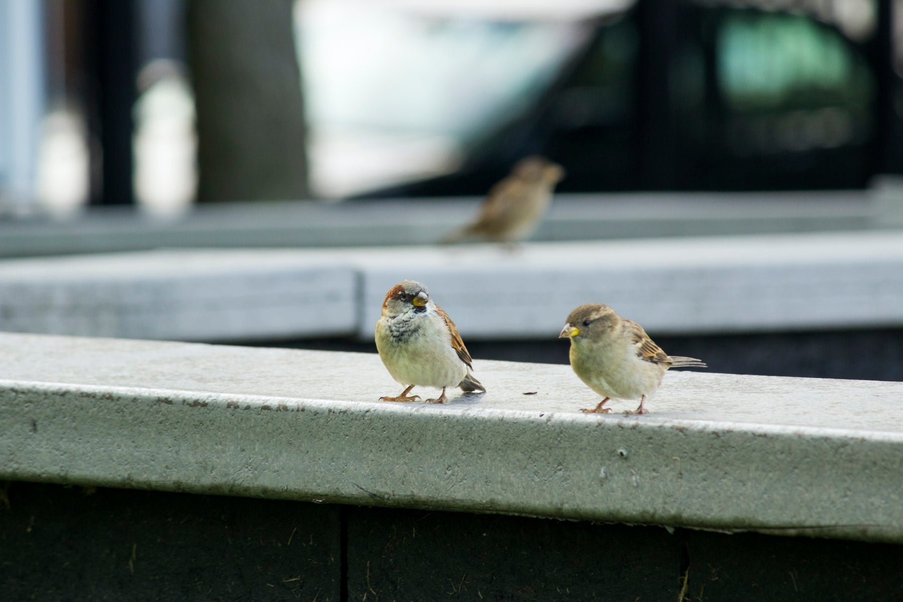 can birds talk to each other