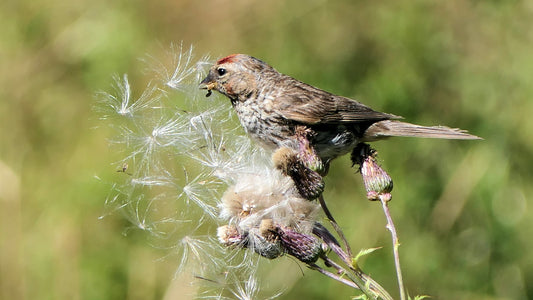 redpoll