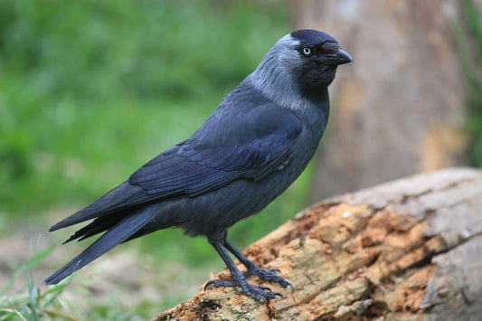 jackdaw