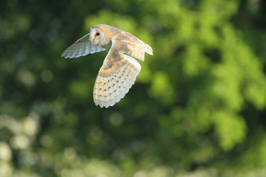 barn owl