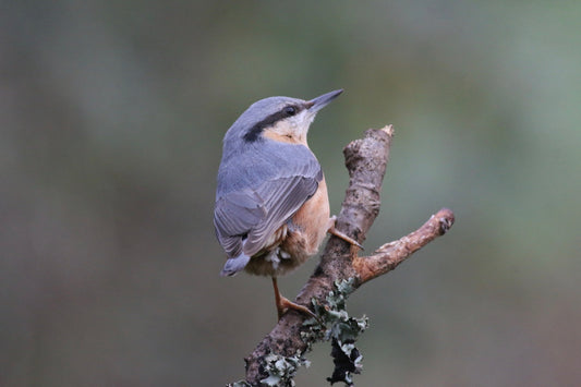 nuthatch