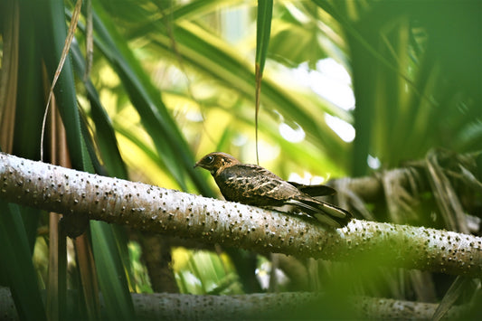 Nightjar Profile