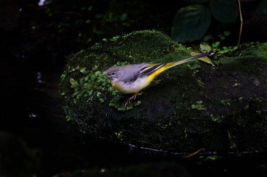 grey wagtail