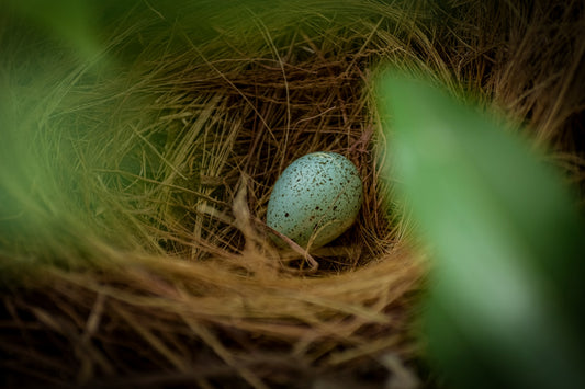 why do the shapes of birds eggs vary