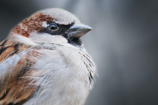 house sparrow