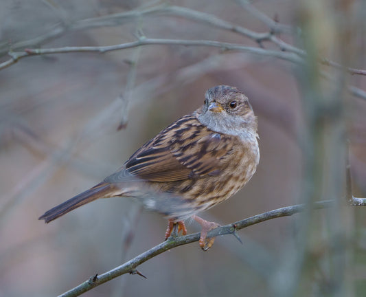 how do birds see colour