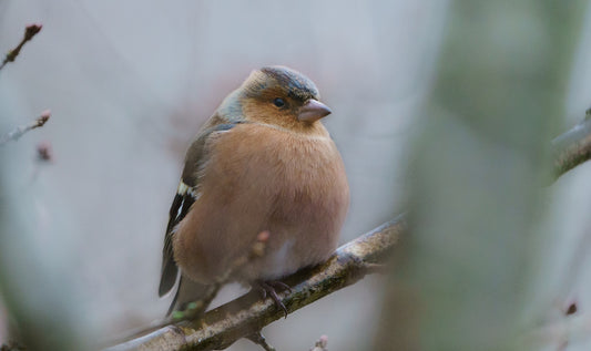 chaffinch