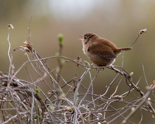 wren