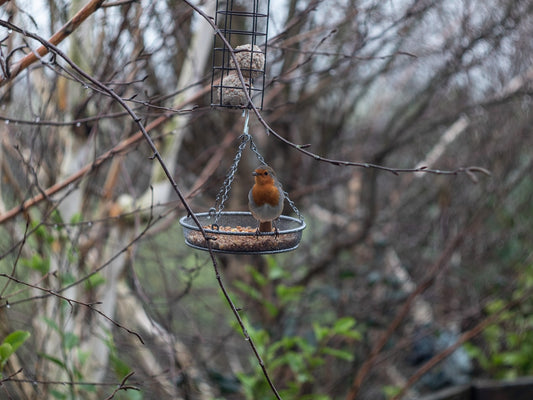 attracting wild birds to your garden