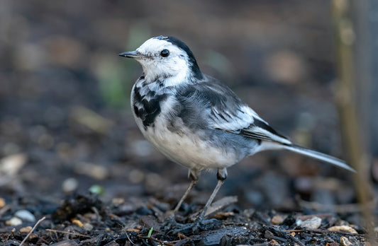 pied wagtail