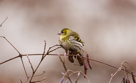 siskin