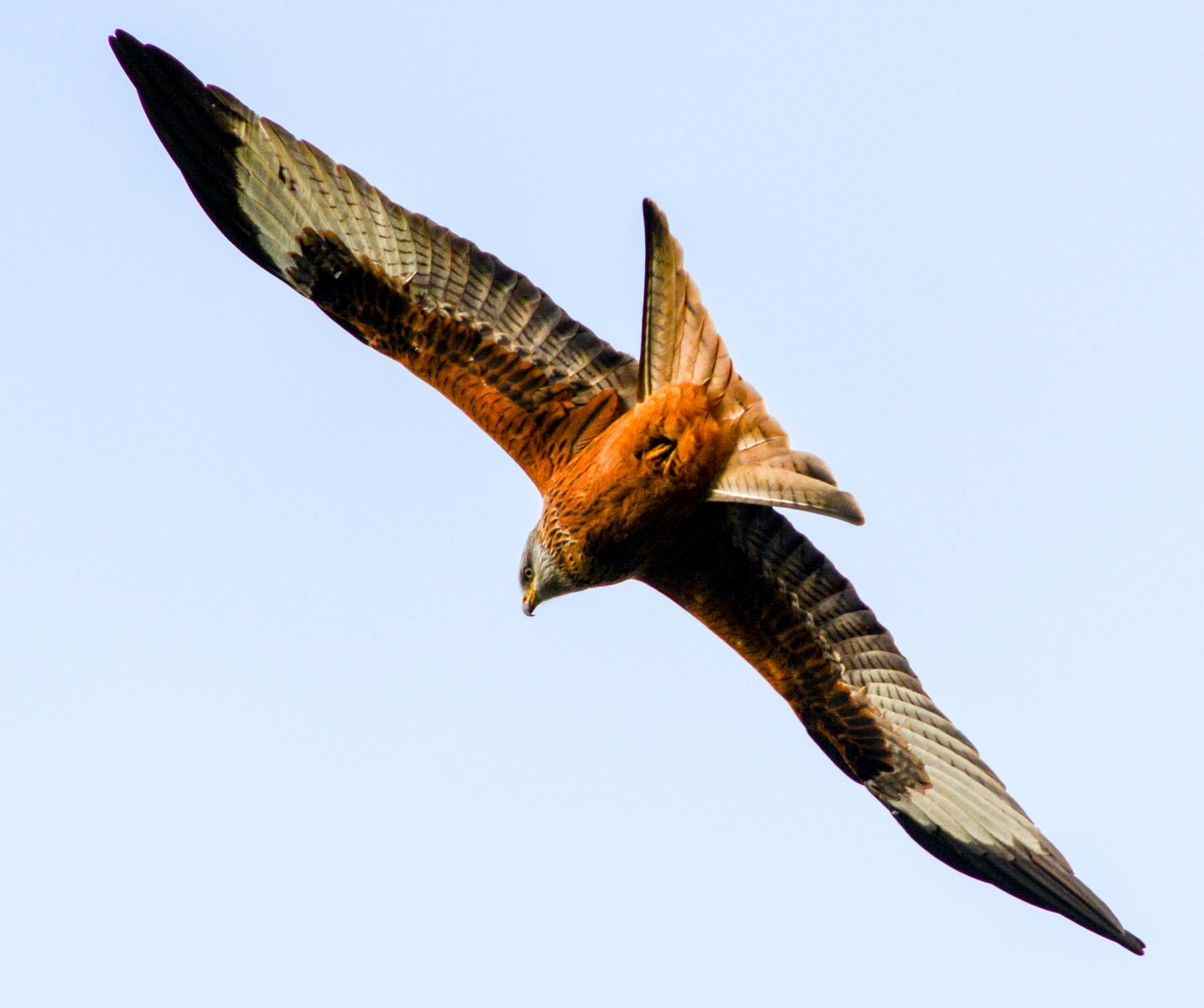 Birds Of Prey In The UK | Little Peckers