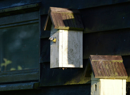 national nest box week