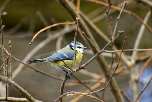 blue tit