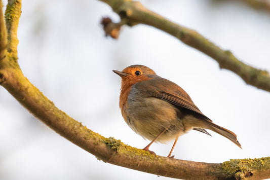 symbolic british birds