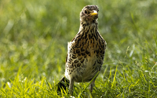 Song Thrush