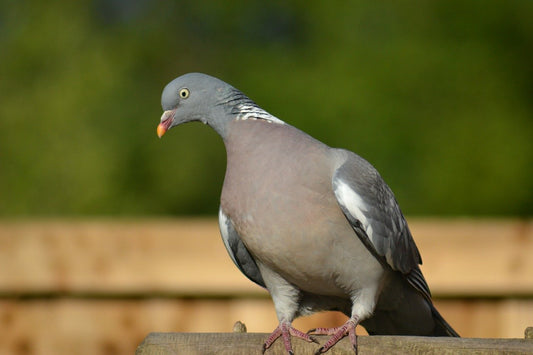 wood pigeon