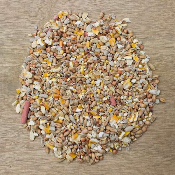 Little peckers store bird food